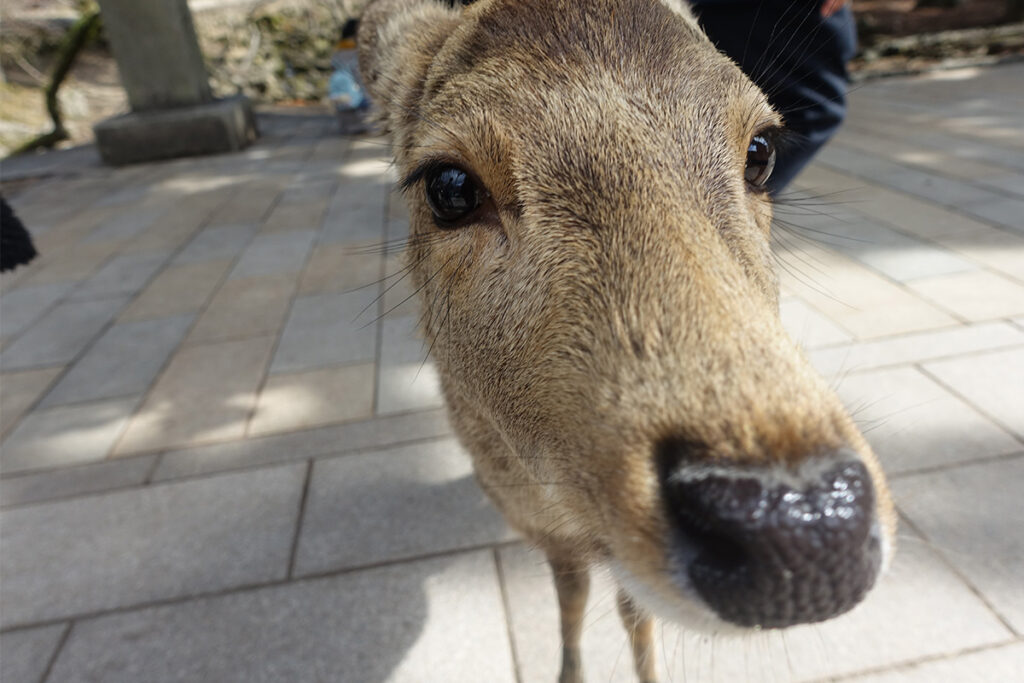 Deer showing various expressions. All deer are charming and cute.