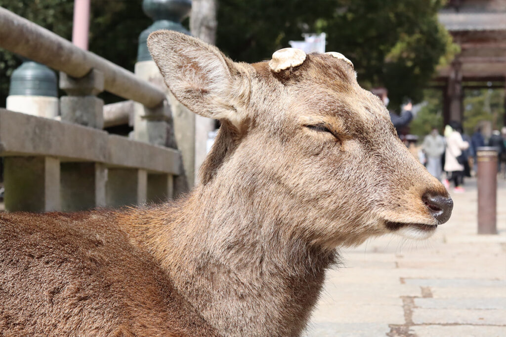 narapark