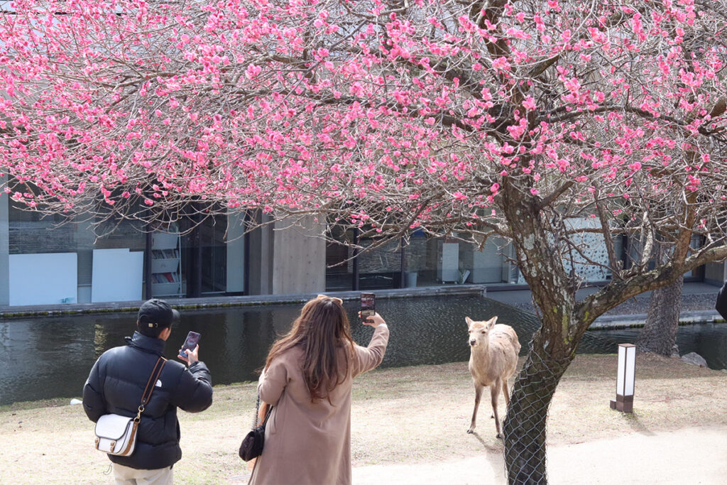 Some people photograph the collaboration of plum blossoms and deer. I also took up the challenge.