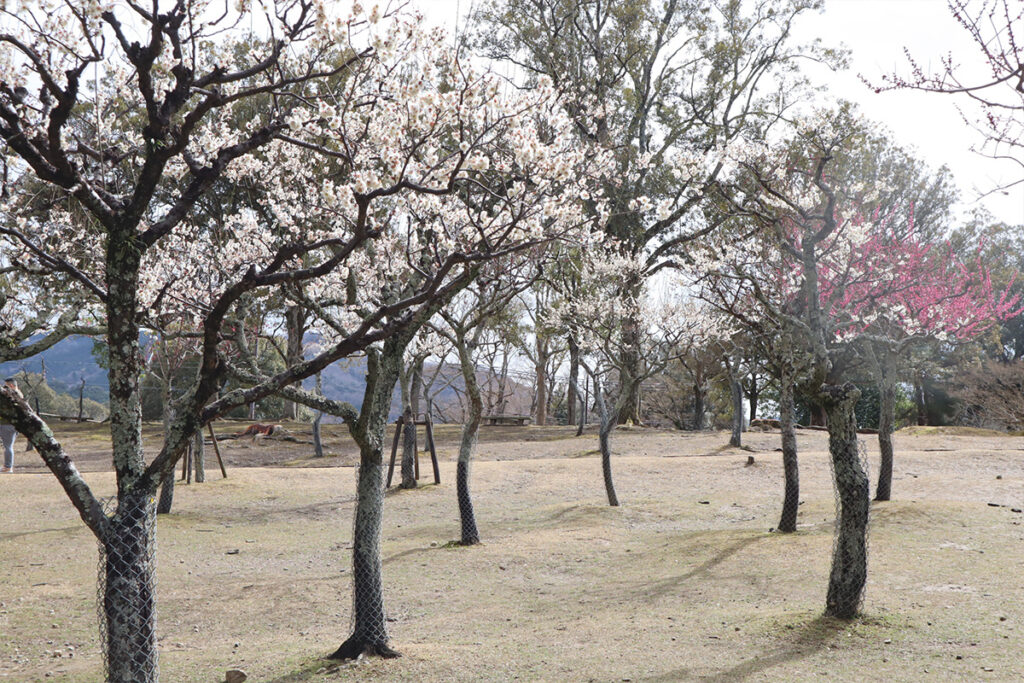 nara-park