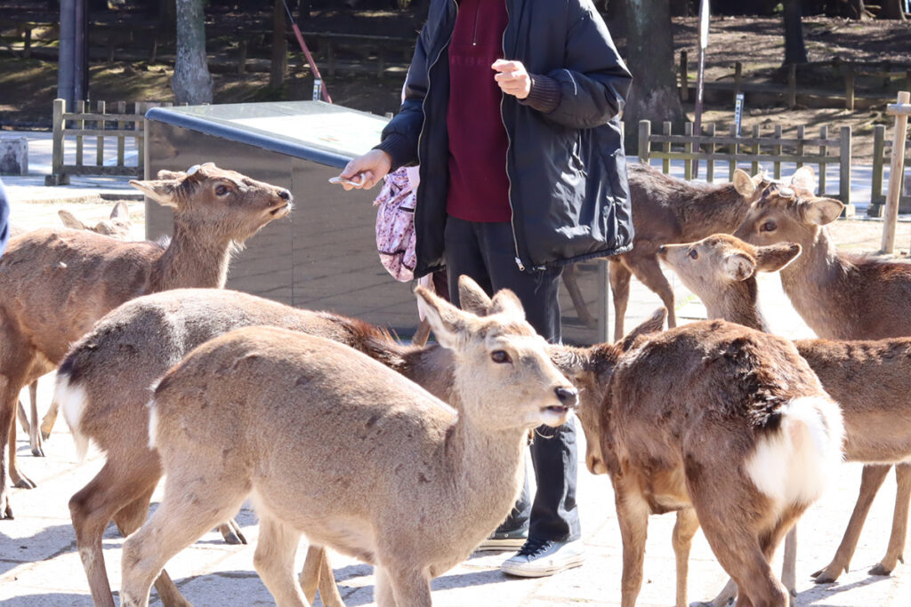 Buy some deer crackers and you'll have lots of deer coming to you in no time!