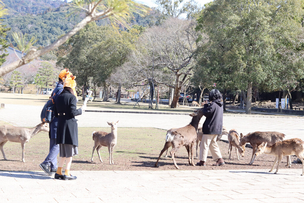 Some deer tackled me, saying, "Please Shika senbei," and others tugged at my clothes to show off.