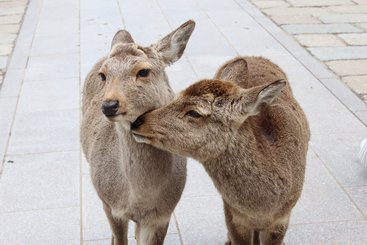 narapark