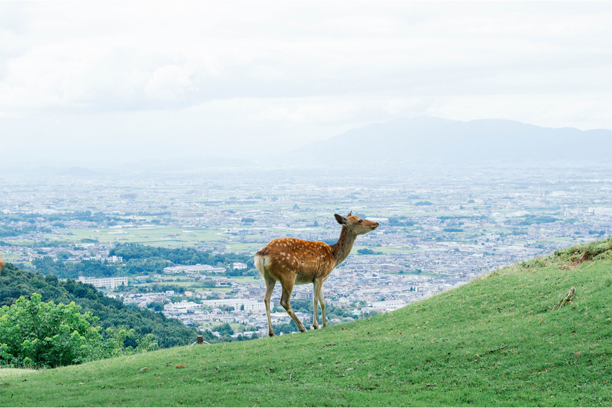 Also recommended is Wakakusa Mountain, which offers a great view.