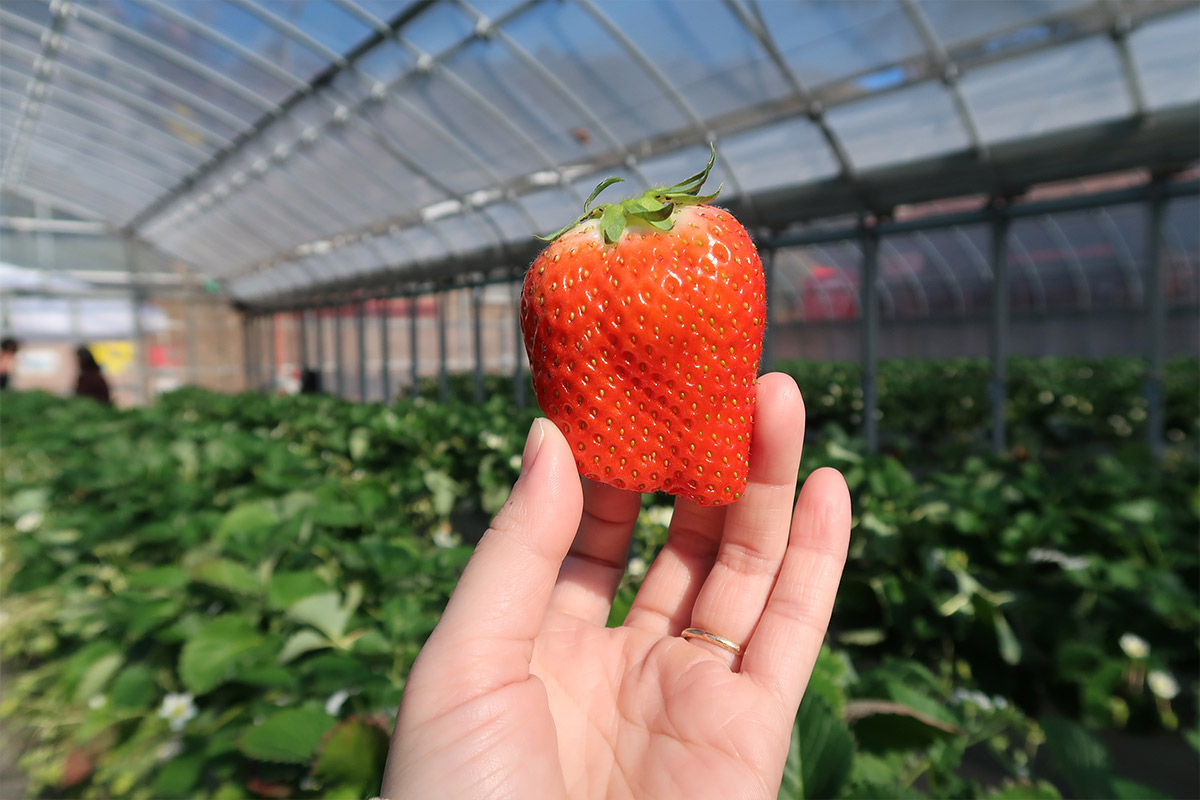 Himeji Heartful Kanko Farm