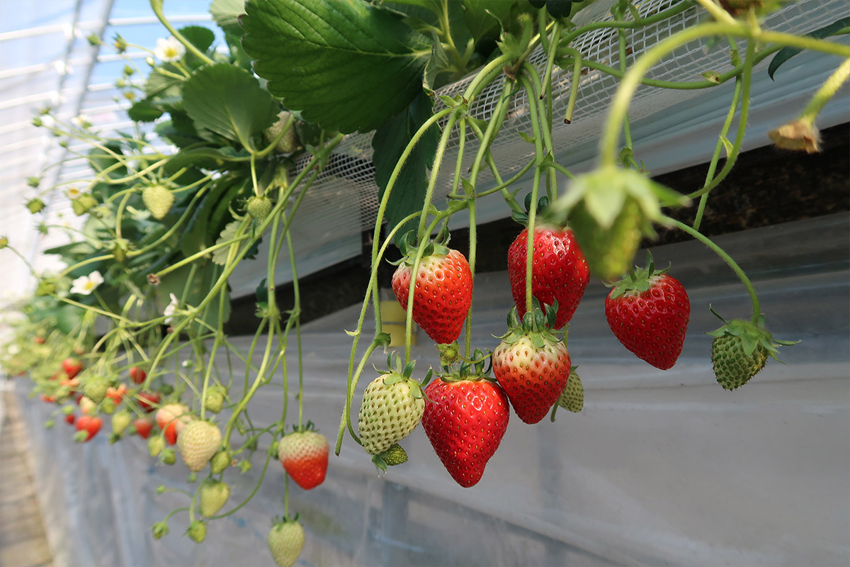 Himeji Heartful Kanko Farm