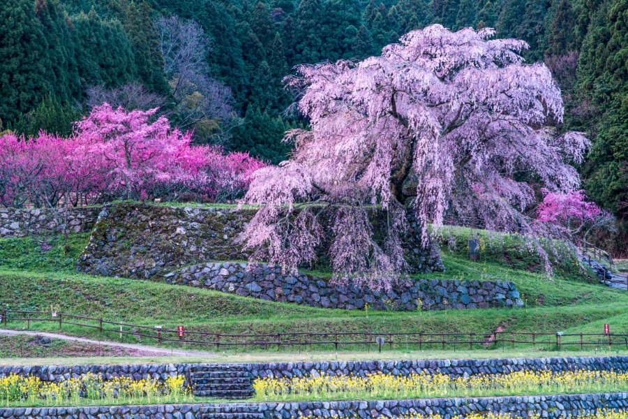 Matabei Cherry Blossom