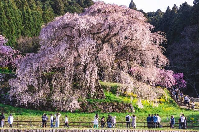 Matabei Cherry Blossom