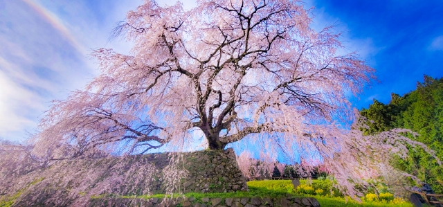 Matabei Cherry Blossom