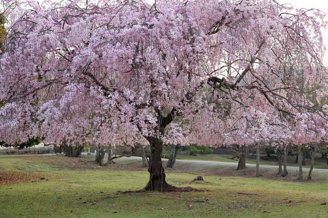 Nara Park