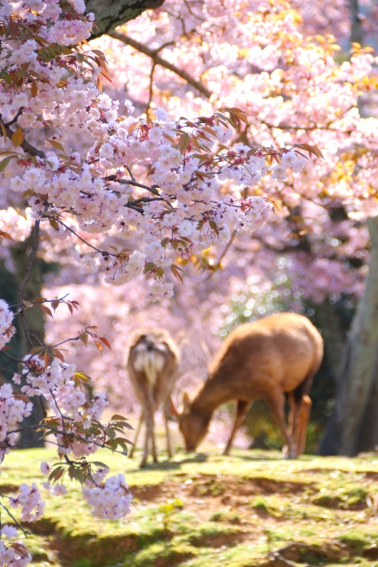 Nara Park