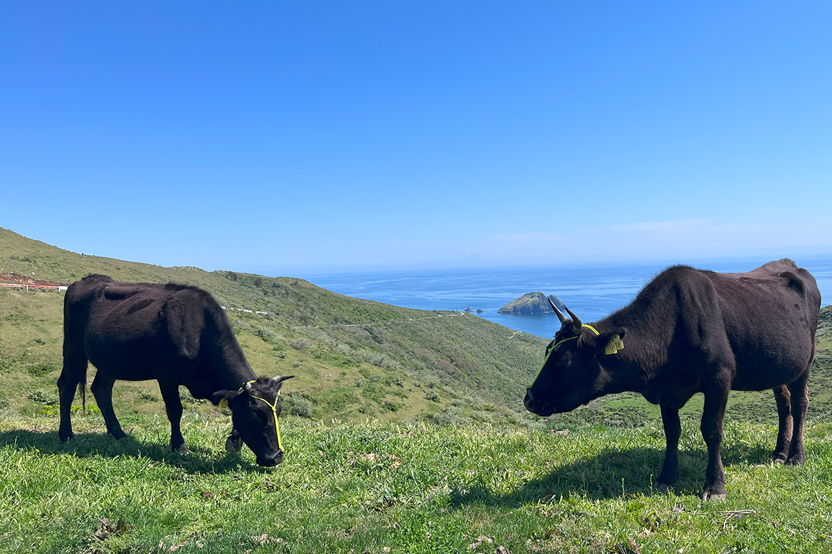 On the way to the next spot from Akahageyama Mountain, I met a cow.