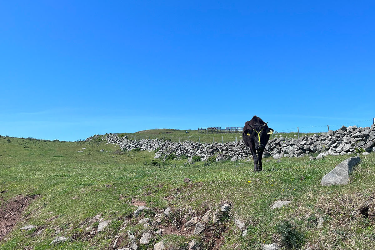 On the way to the next spot from Akahageyama, I met a cow.