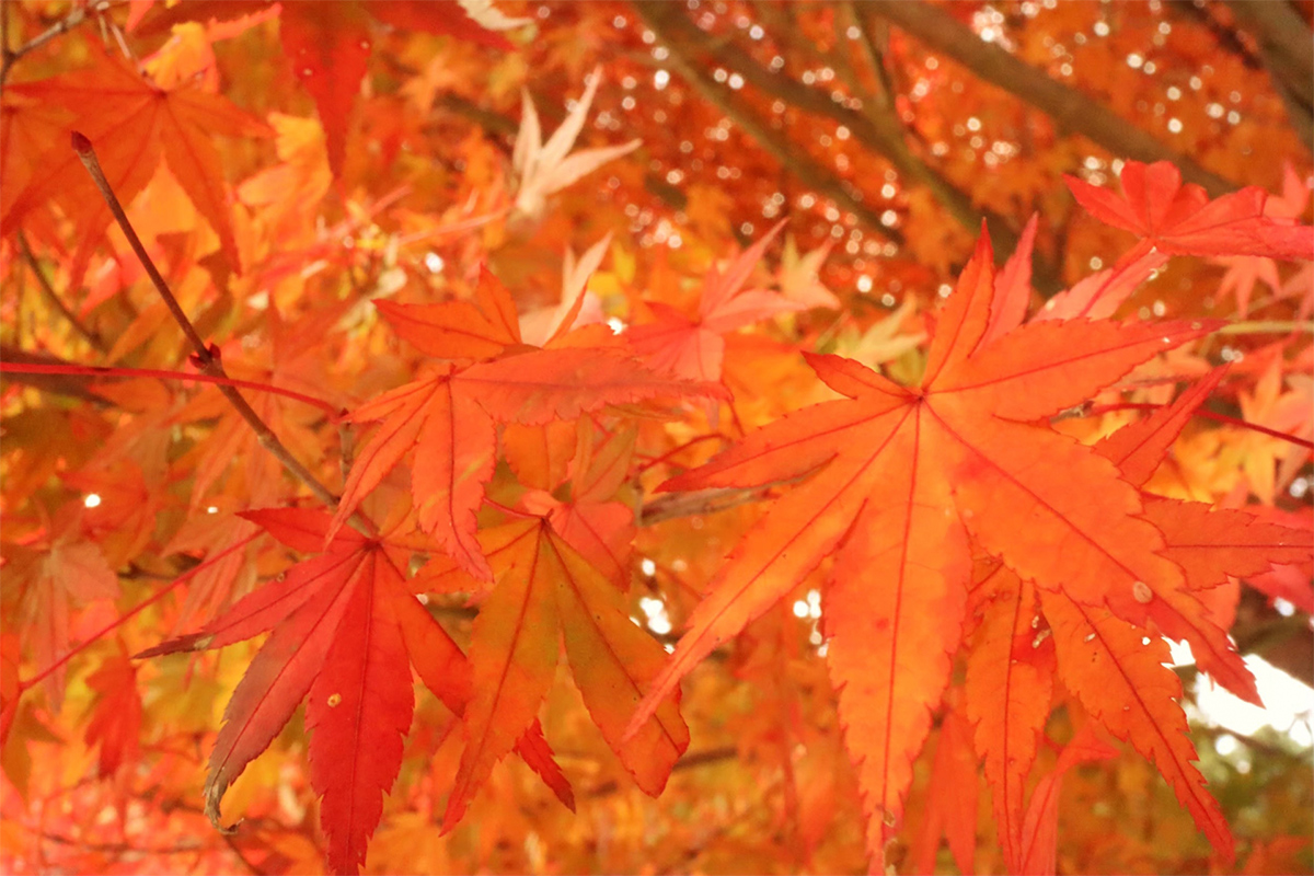 momiji