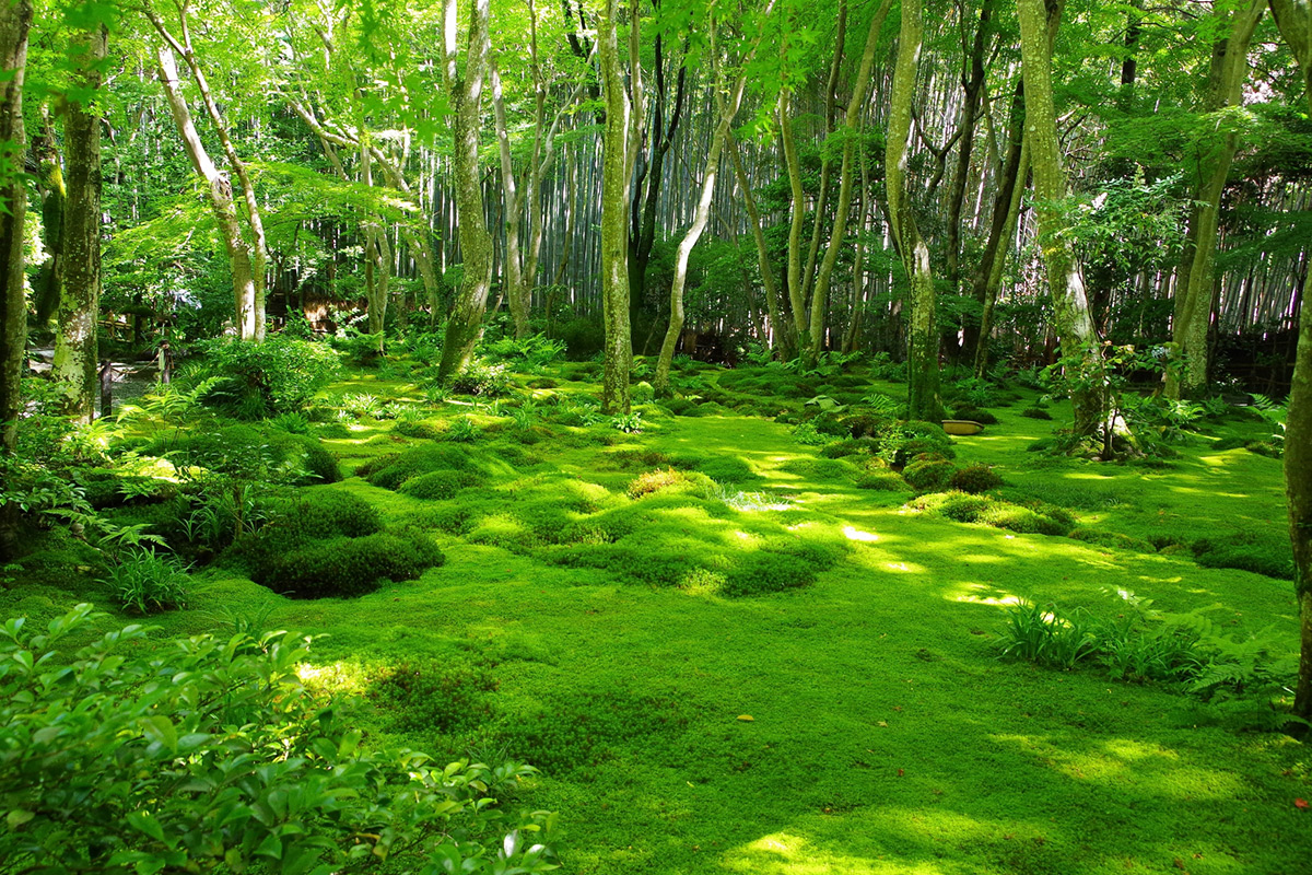 Moss temple