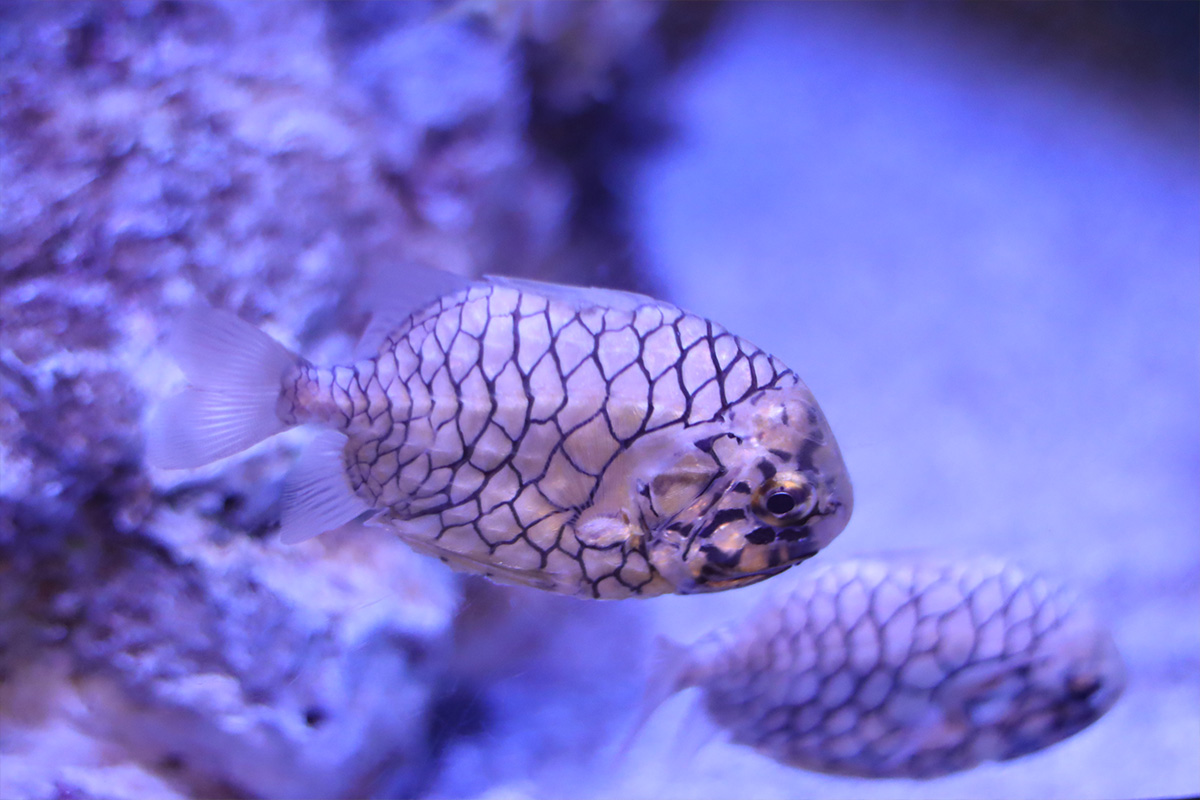 Takeshima Aquarium