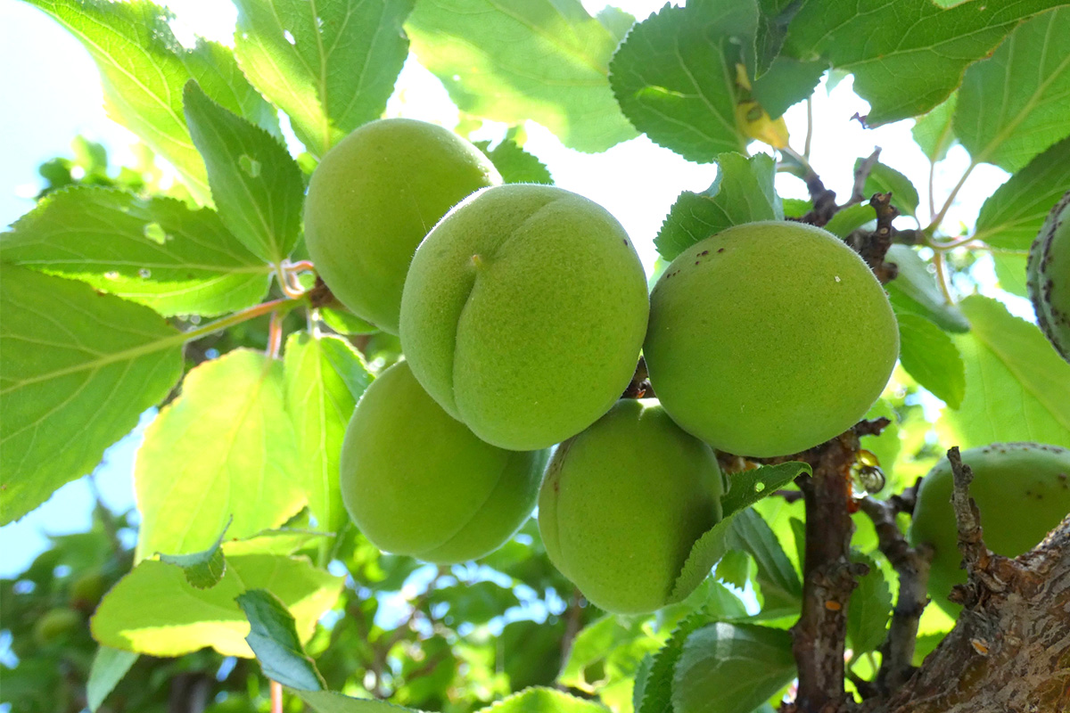 There are various theories, but it seems that this Kanji is used because the ume fruit grows around June.