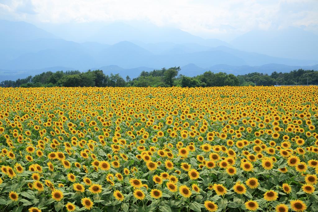 Hokuto City Akeno Sunflower Festival