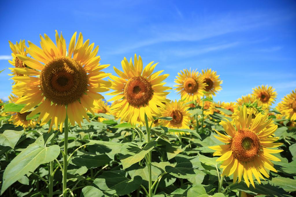 Hokuto City Akeno Sunflower Festival