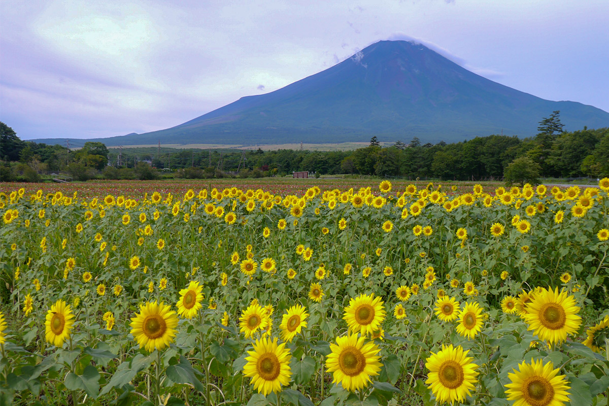 Hananomiyako Park