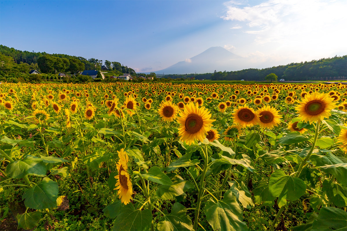 Hananomiyako Park