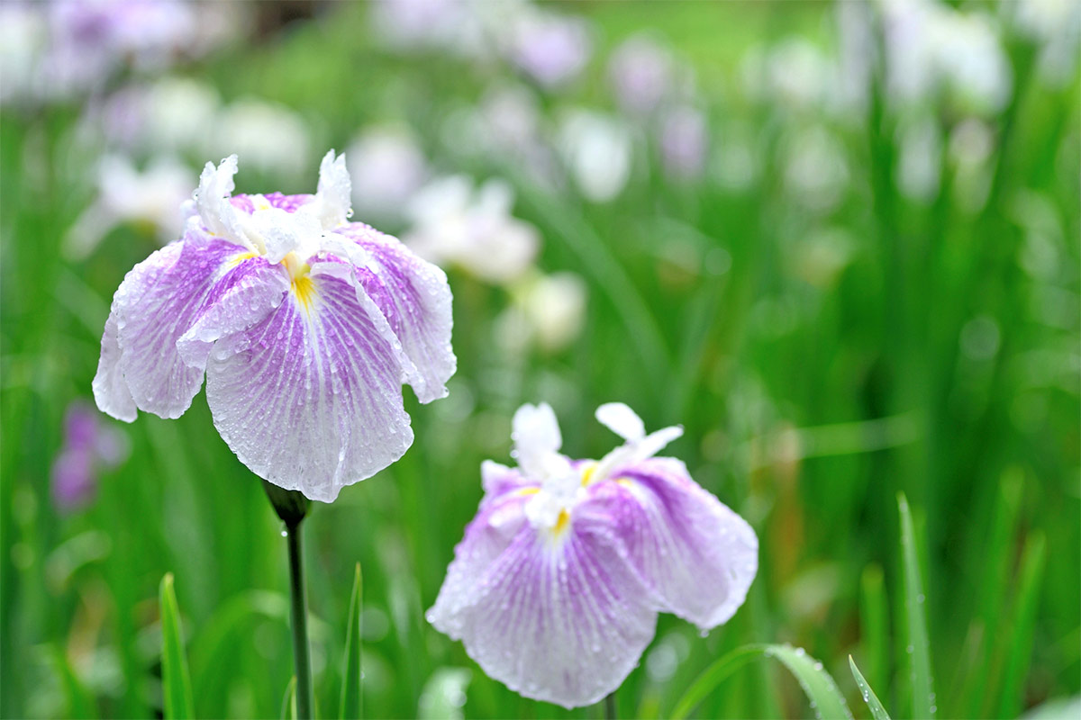 Japanese iris