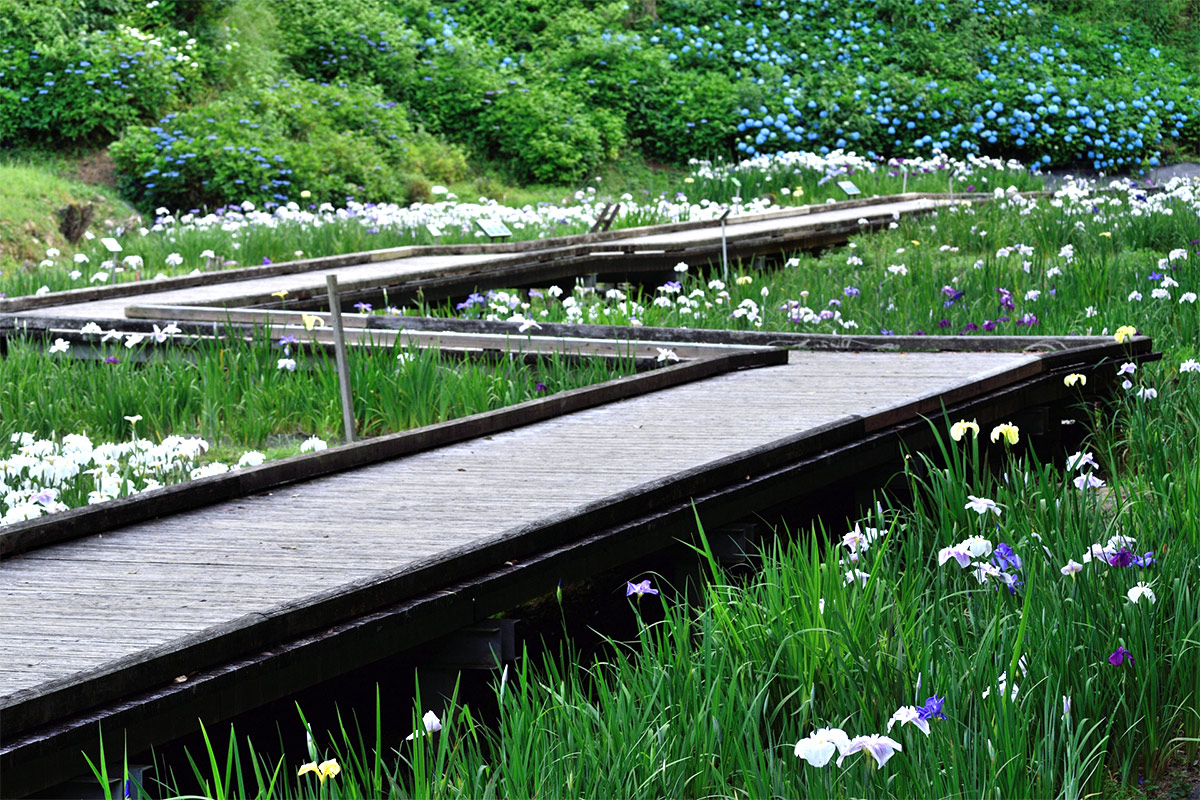 Japanese iris