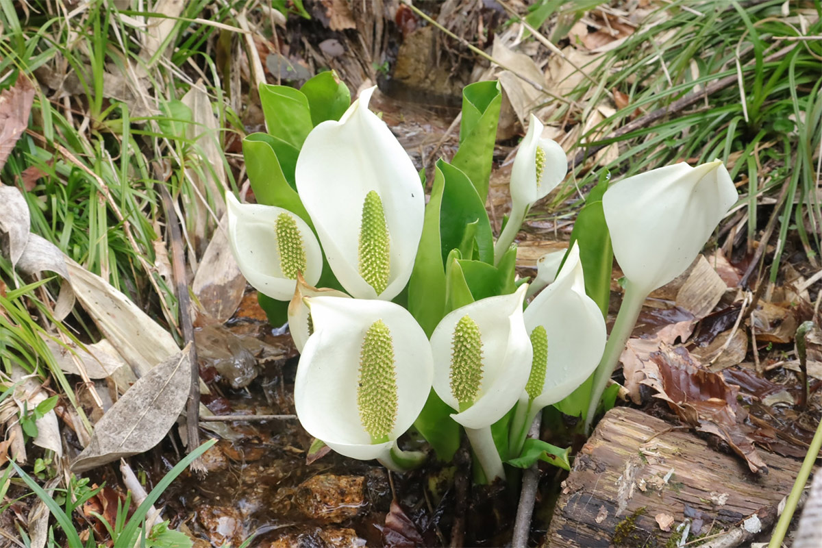 Asian skunk cabbage