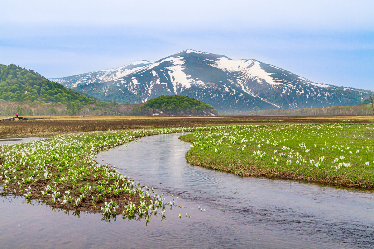 Ozegahara is the most famous place in Japan where Mizubasho blooms.