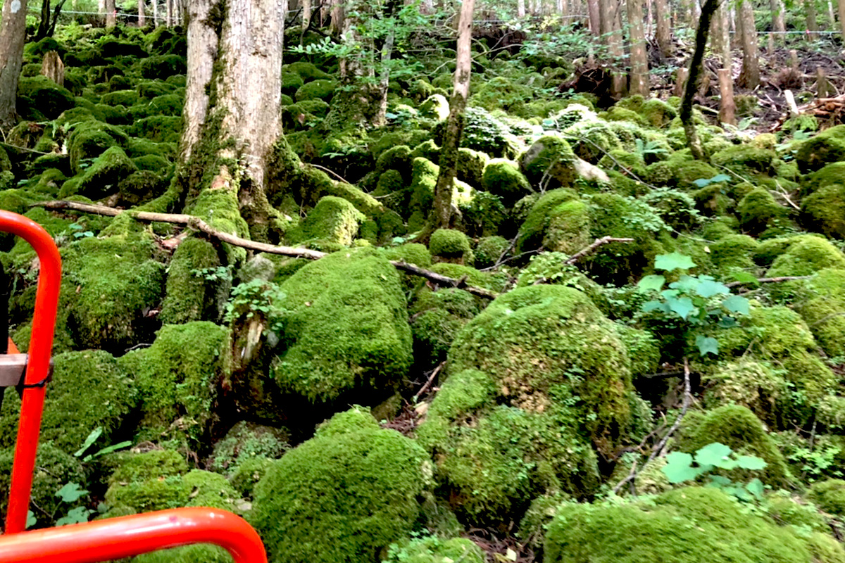 The moss-covered stones were very mysterious.