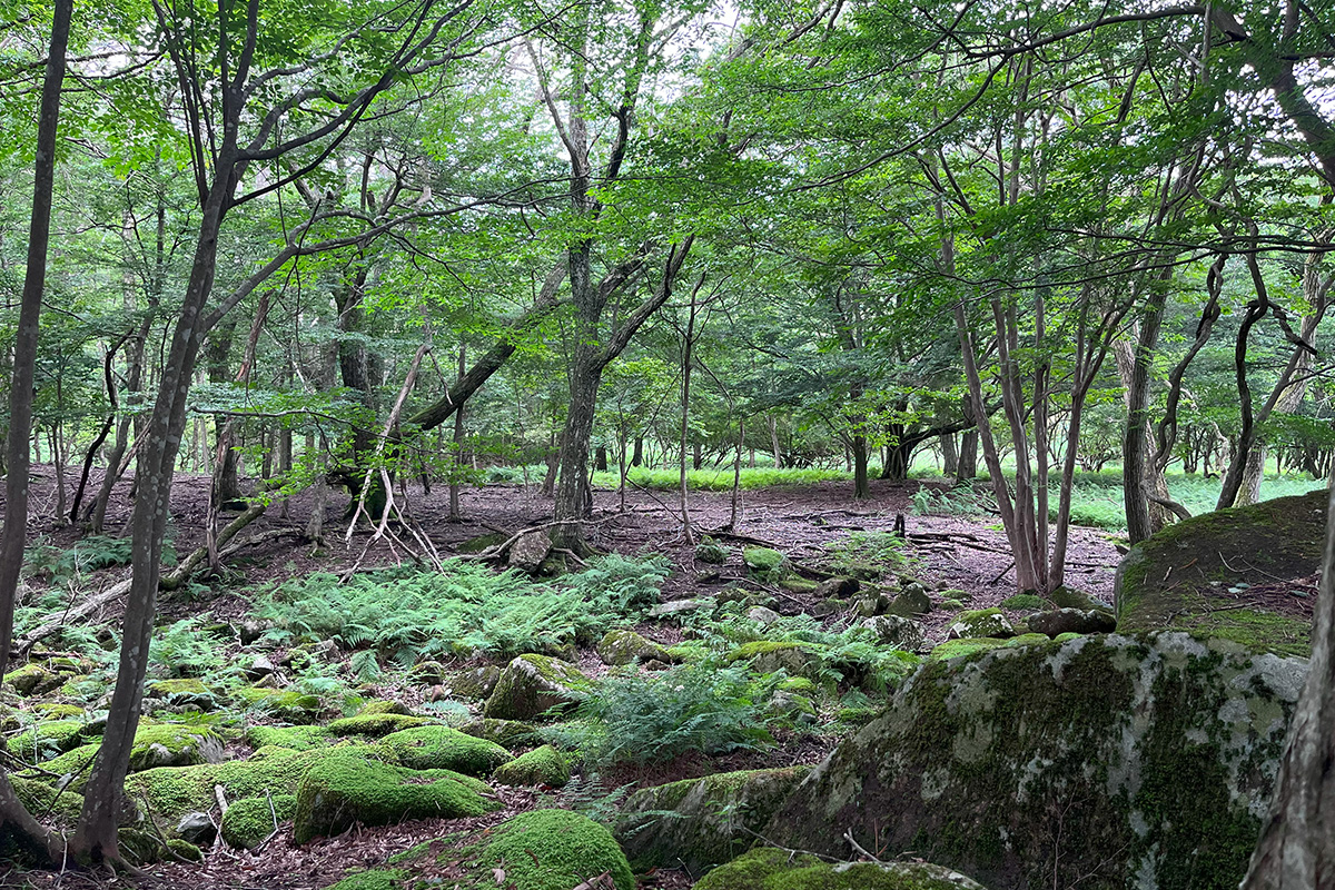 I went for a walk in the woods after our hike.