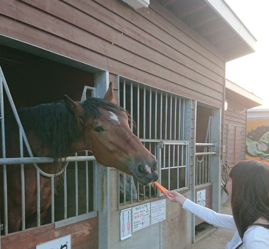 Enjoy "Banei Horse Racing" at Obihiro Racecourse