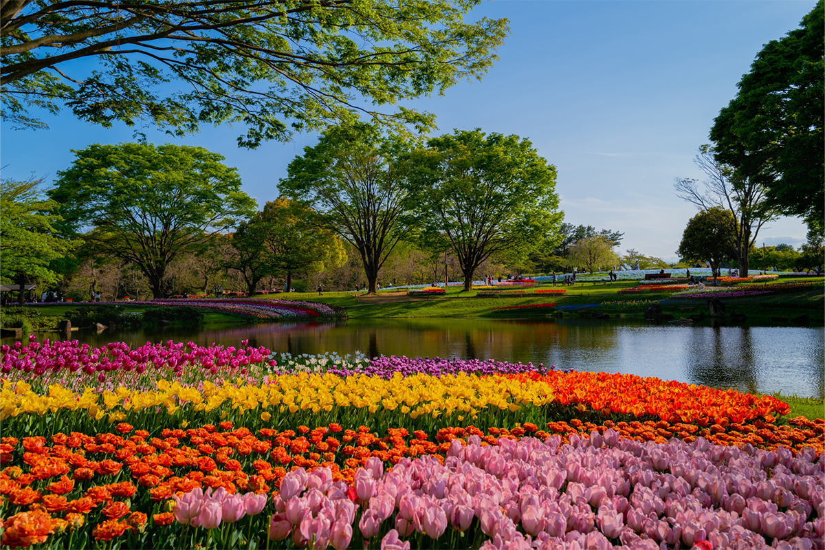 Tulips in spring. The colorful tulips in full bloom are very lovely.