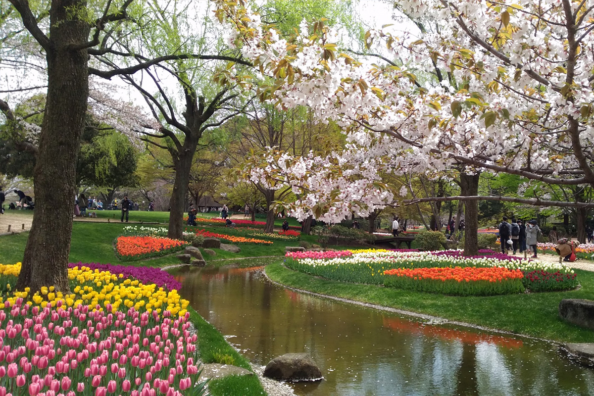 Tulips in spring. The colorful tulips in full bloom are very lovely.