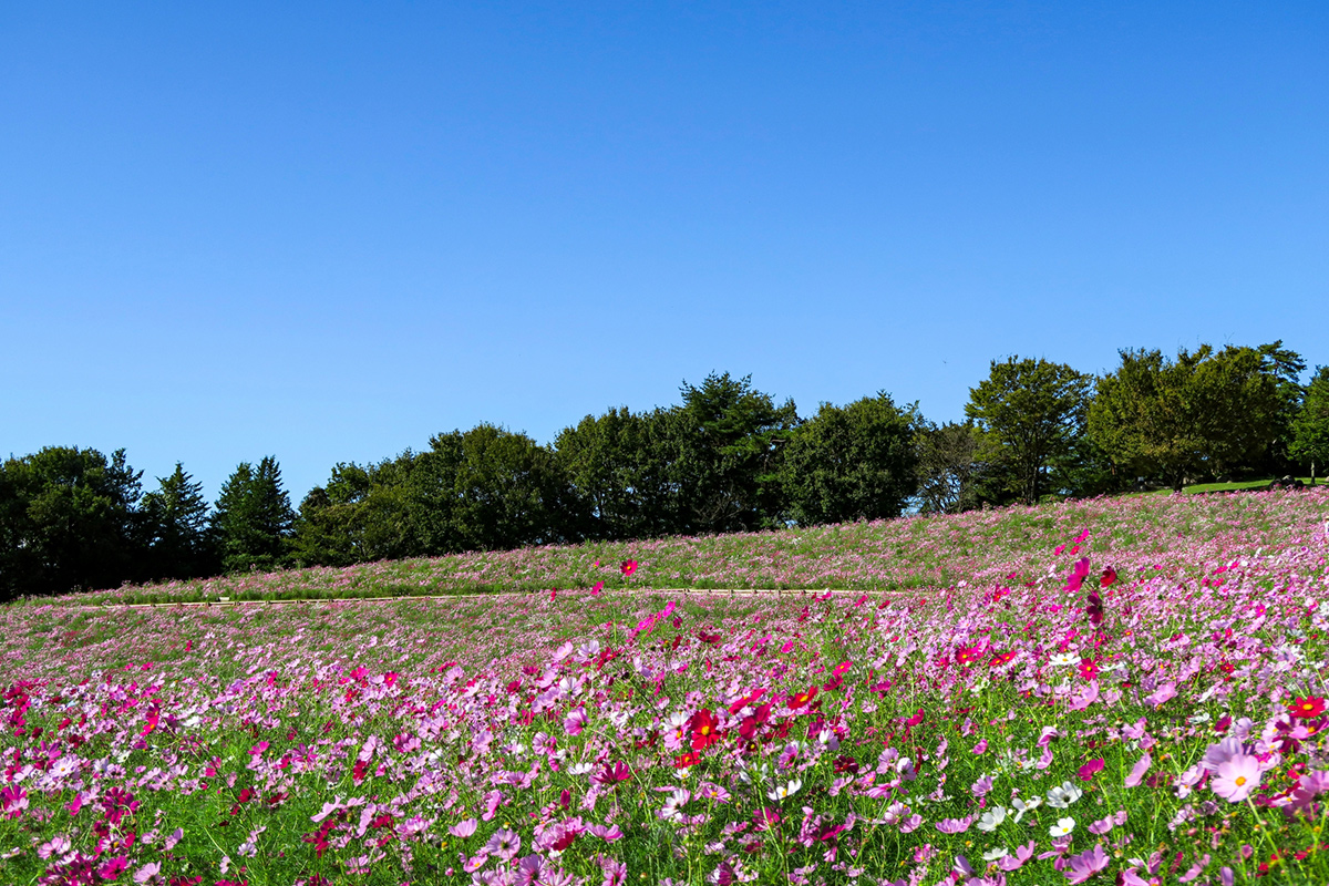 From early fall to early winter, cosmoses bloom en masse. The cosmos is the flower that represents Showa Kinen Park.