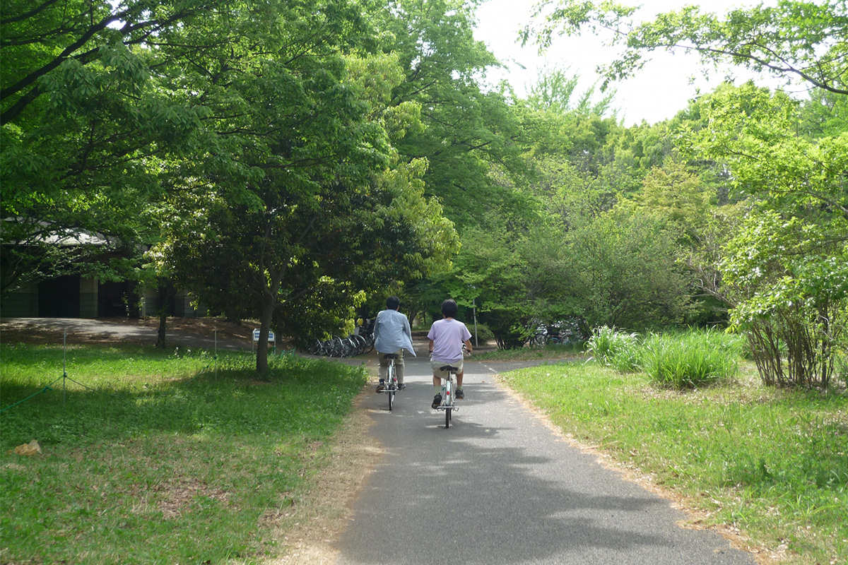 Showa kinen park is large, so you can also take advantage of cycling. The park has a total of 14 km of biking trails.