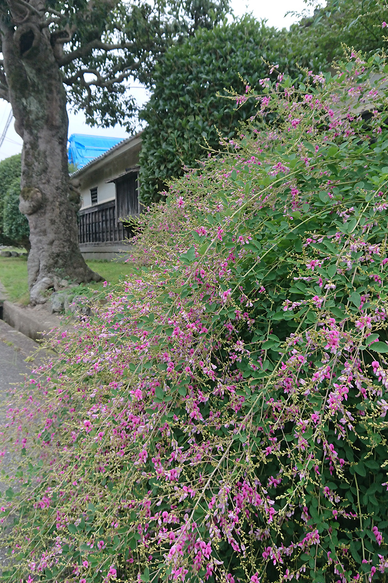 In autumn, a flower called "Hagi" blooms.