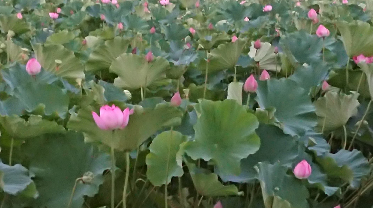 Lotus flowers also bloom in the same season as the sunflower field. It is a summer tradition.