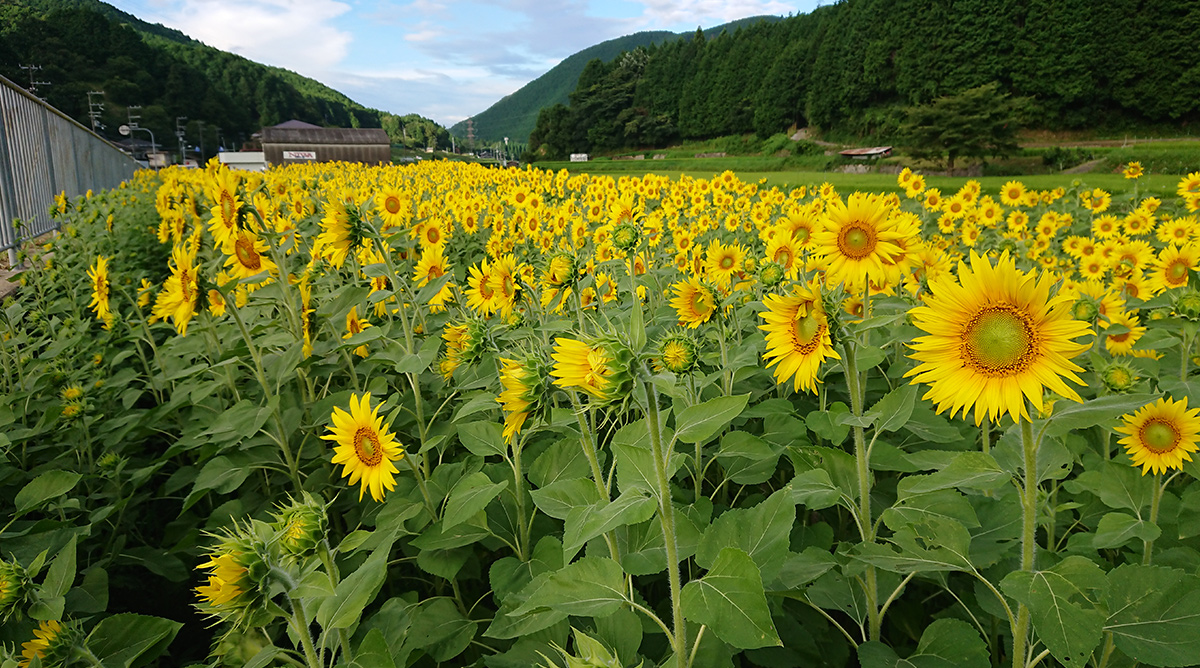 In summer, sunflower fields are everywhere.