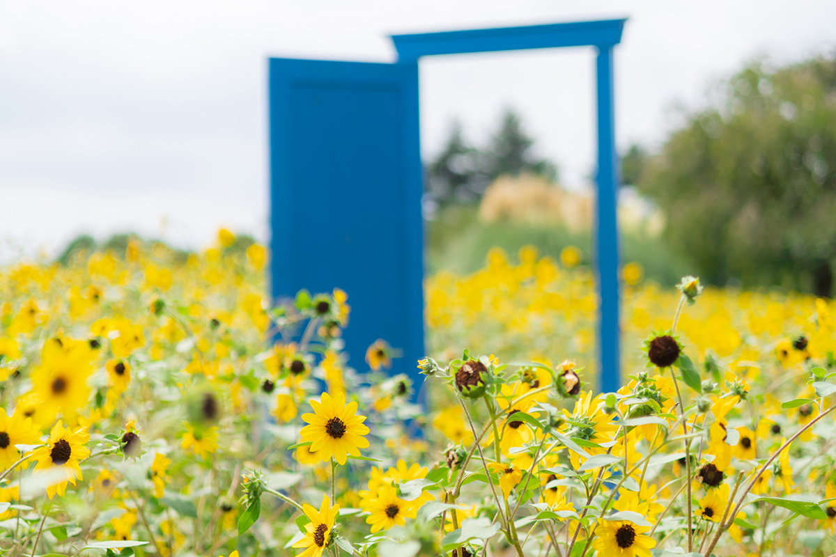 The brightly colored sunflower is the star flower of summer.