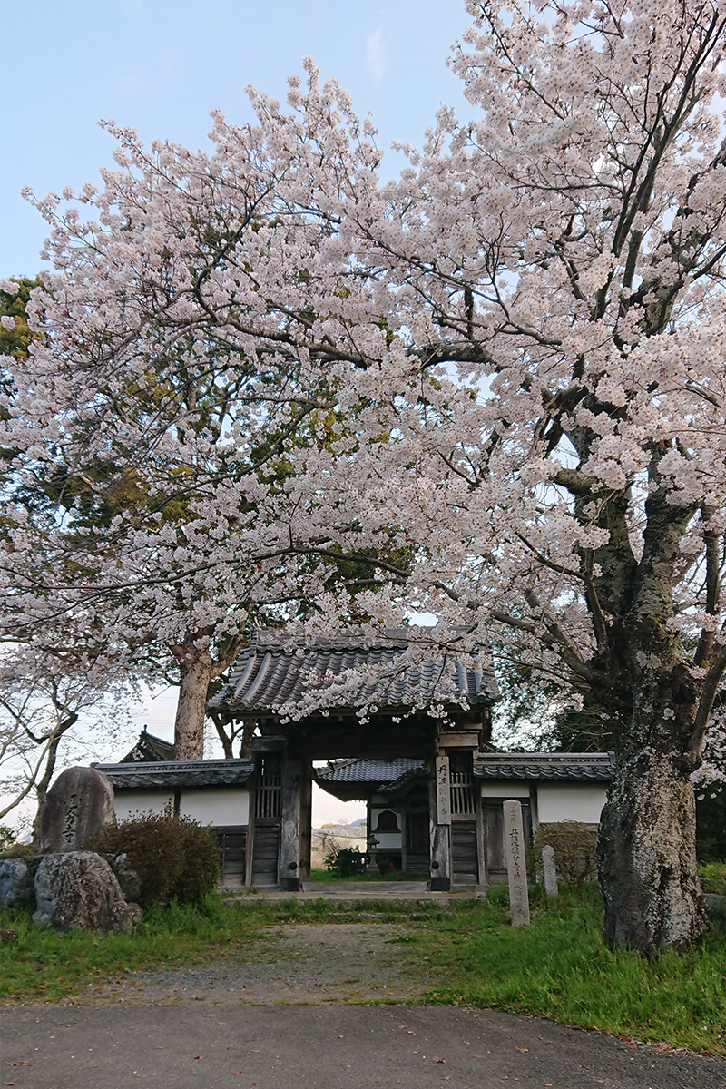 tanba