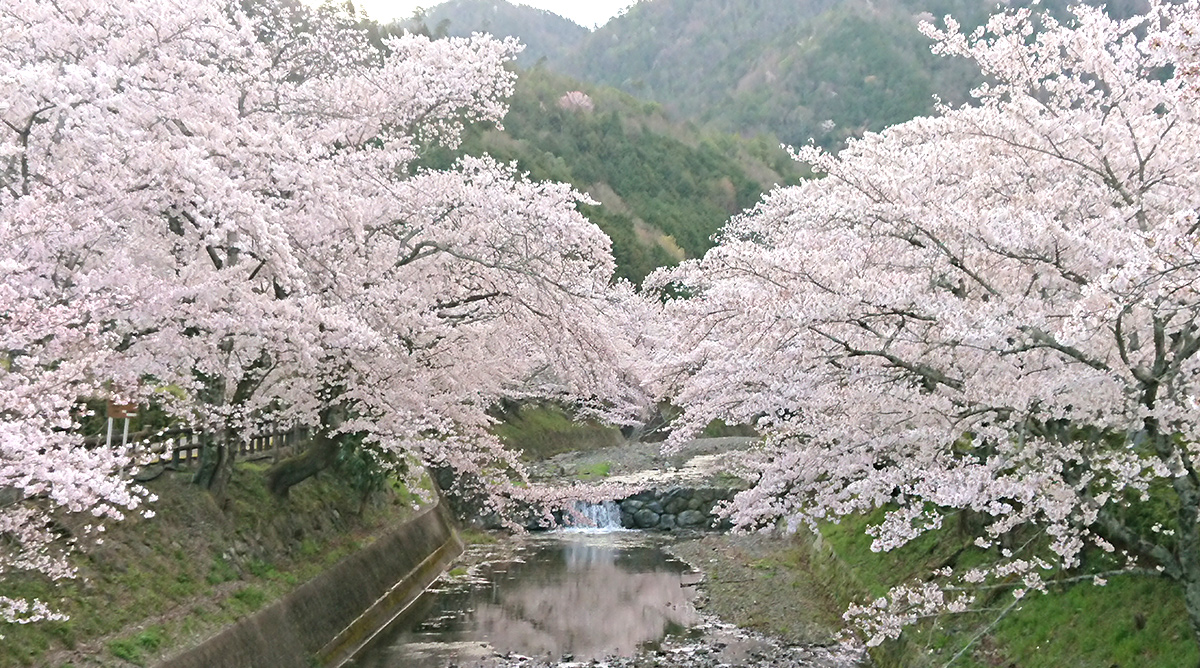 Nanatani River is a famous cherry blossom spot in Kameoka City.