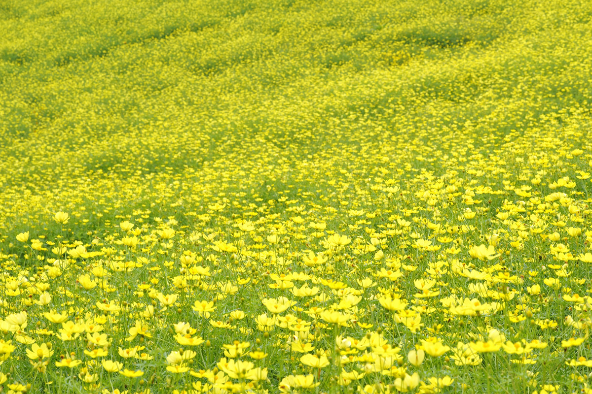 The yellow-colored "kibana-kosmos" are also a highlight.