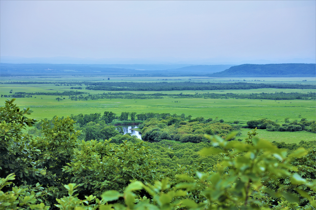 Visit Kushiro Marsh, the largest marshland in Japan.