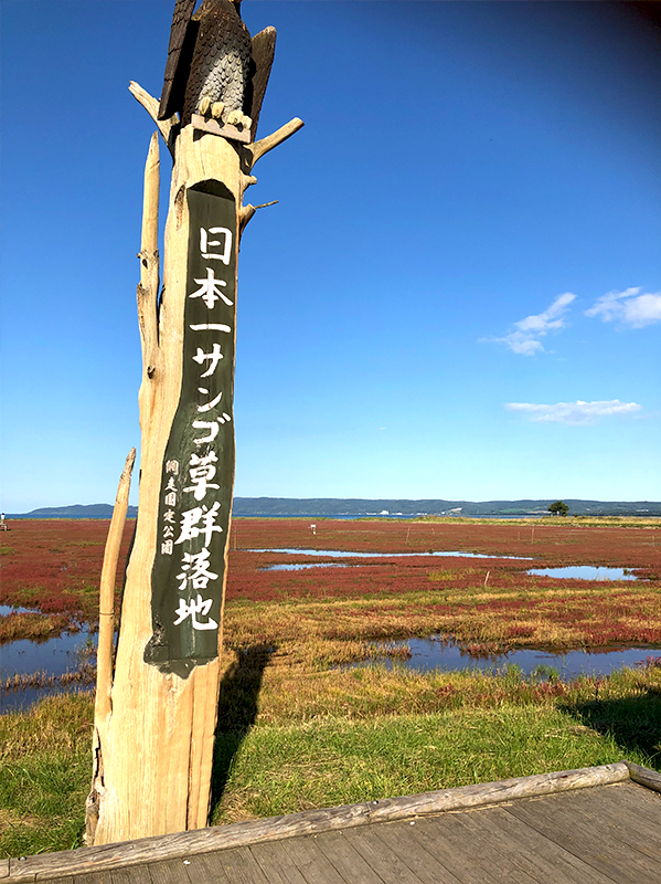 Autumn scenery with bright red all over! Lake Notoro coral grass colony