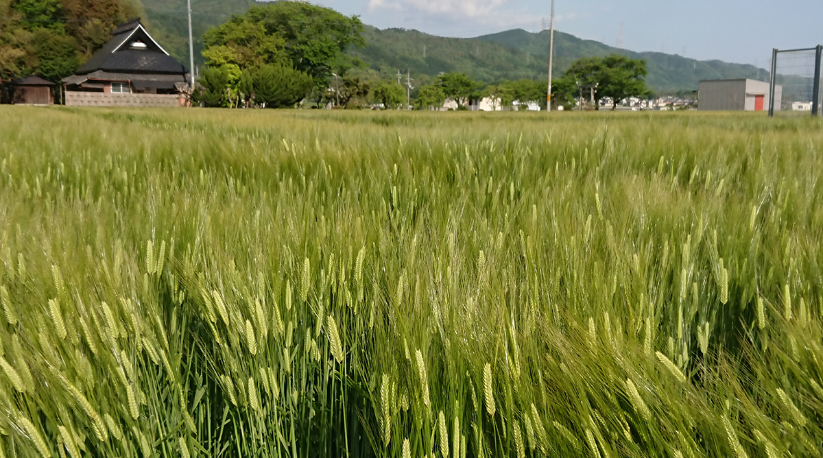 In early summer, ears of wheat are lush and green.