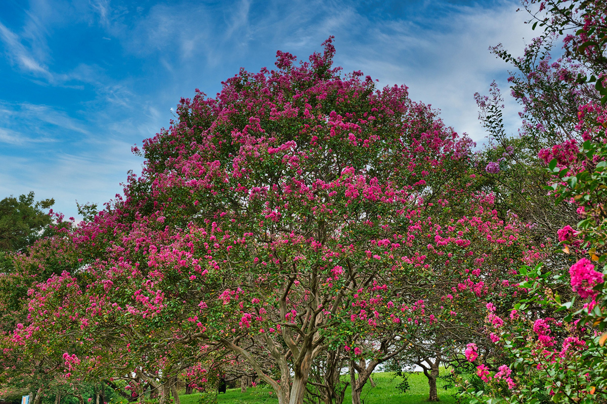 Whooping cherries are another flower that can be enjoyed for a long time in summer.These brightly colored flowers look great against the blue sky.