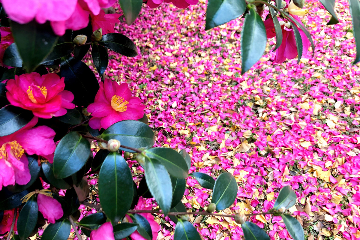 Sasanqua is found in winter. Its bright pink color looks like a carpet when the petals fall.