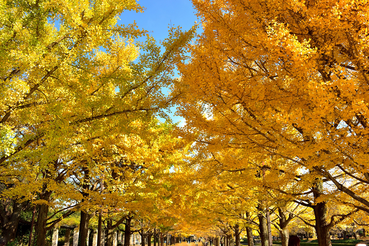 The most impressive rows of gingko trees