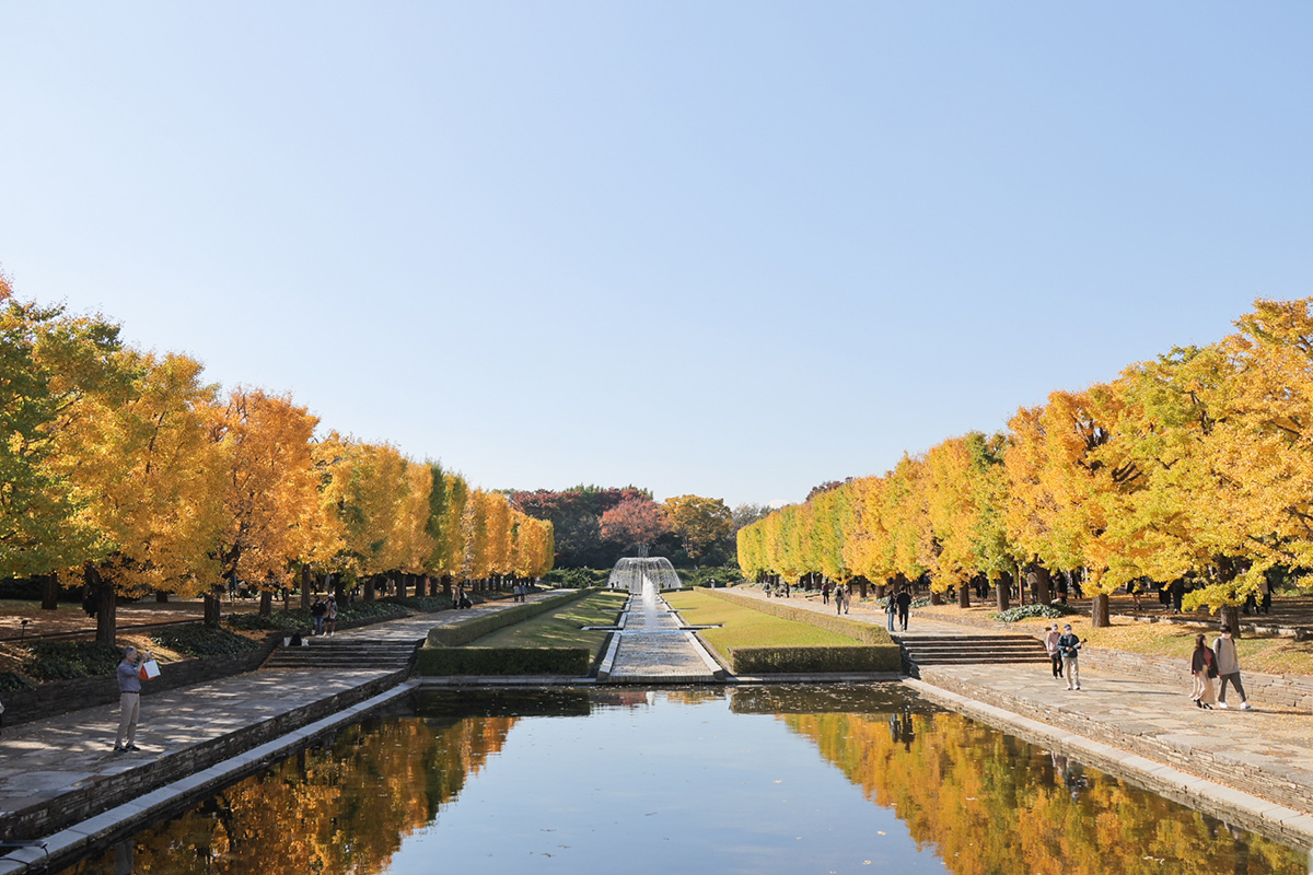 The most impressive rows of gingko trees